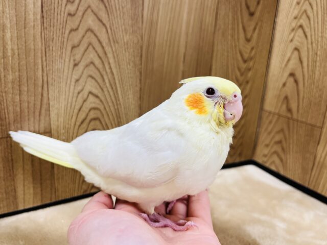 オカメインコ