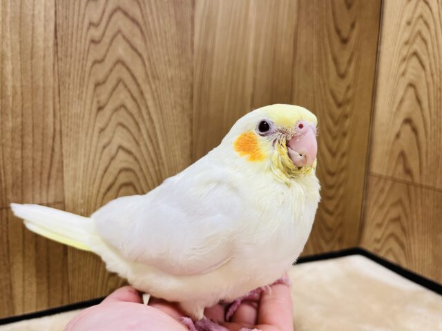 オカメインコ