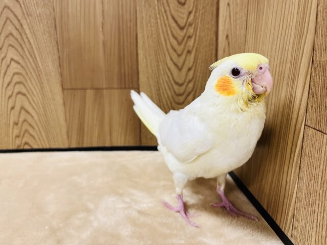 オカメインコ