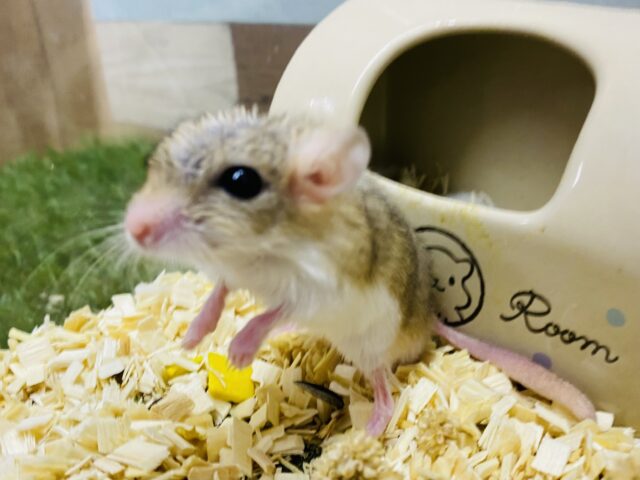 マカロニマウス（ファットテールジャービル、オブトアレチネズミ）