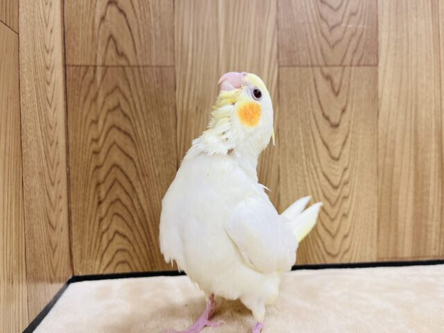 オカメインコ