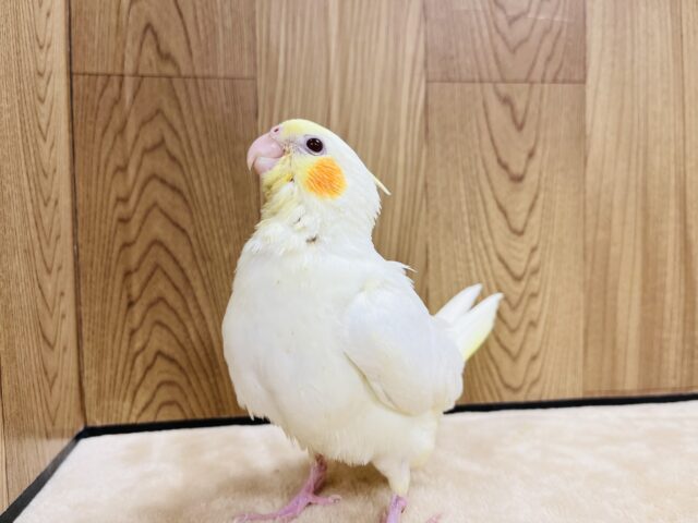 オカメインコ