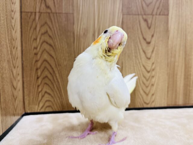 オカメインコ