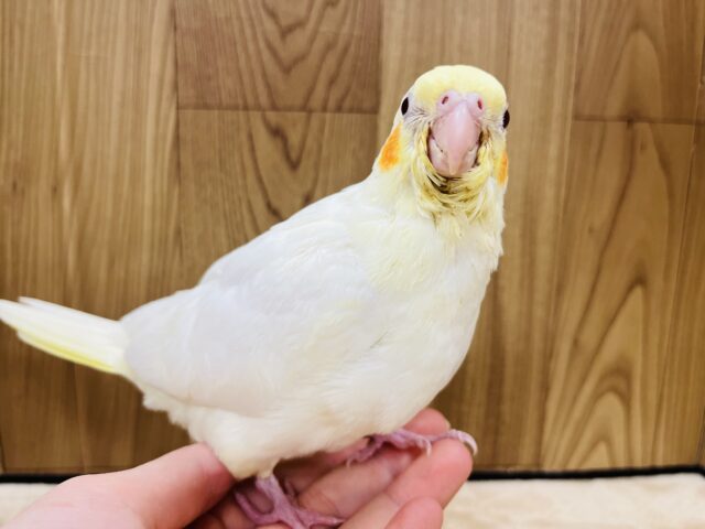 オカメインコ