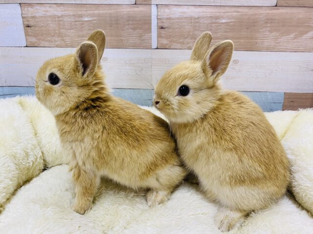 ネザーランドドワーフ