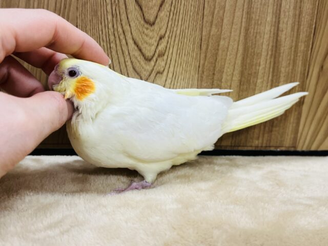 オカメインコ