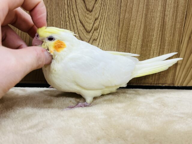 オカメインコ