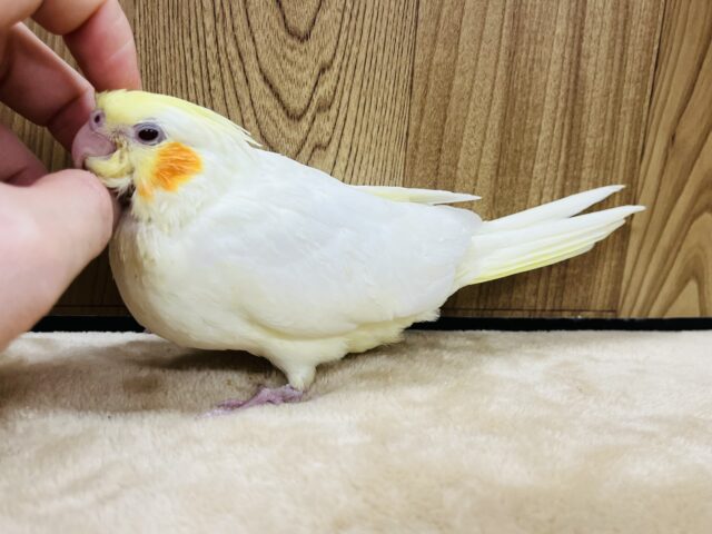 オカメインコ