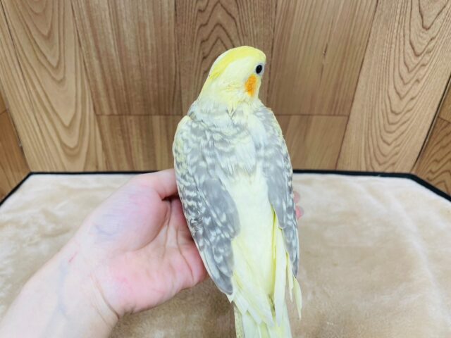 オカメインコ