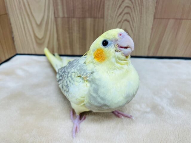 オカメインコ