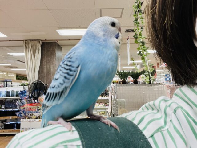 セキセイインコ