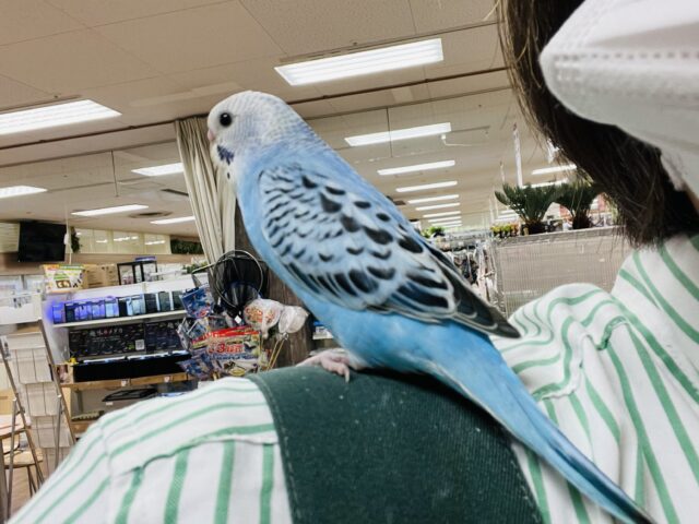 セキセイインコ