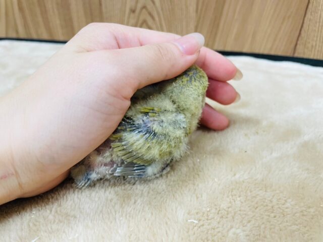 コザクラインコ（小桜インコ）