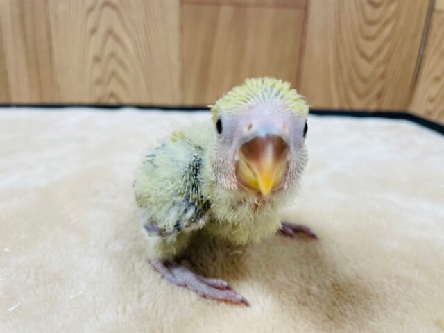 コザクラインコ（小桜インコ）