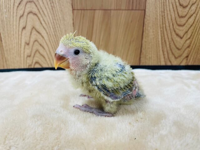 コザクラインコ（小桜インコ）