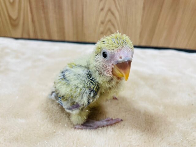 コザクラインコ（小桜インコ）