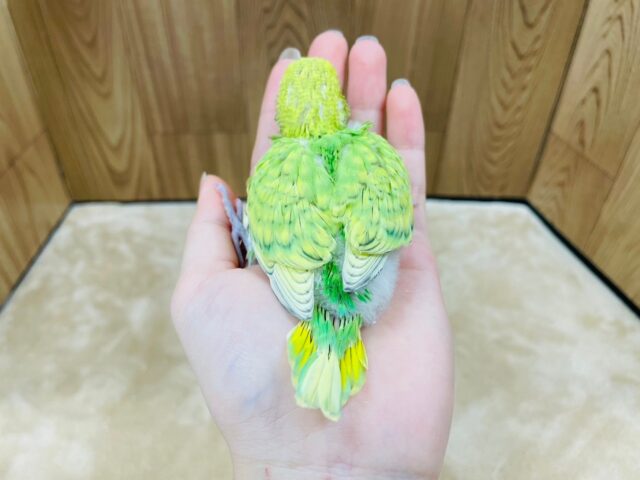 セキセイインコ