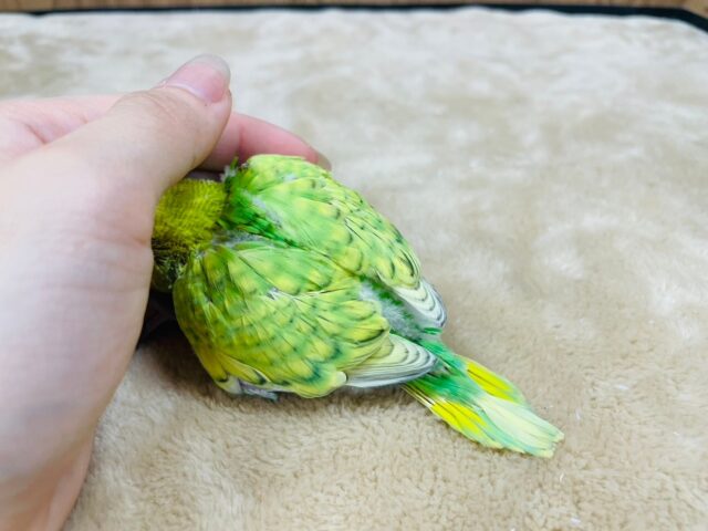 セキセイインコ