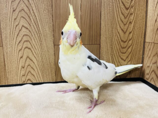 オカメインコ