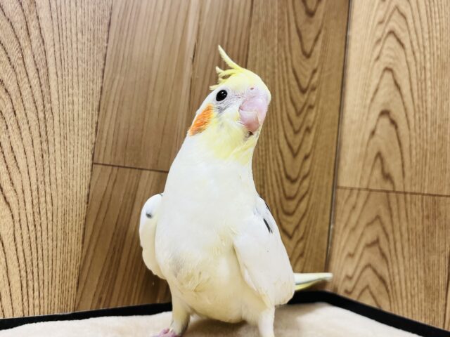 オカメインコ