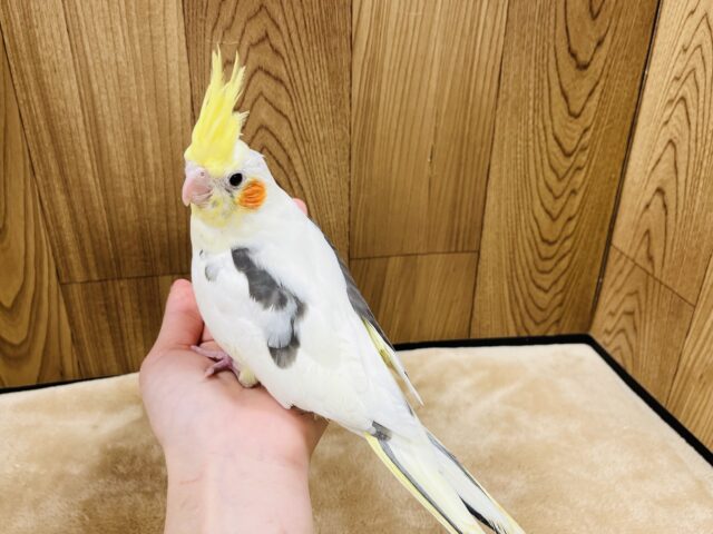 オカメインコ