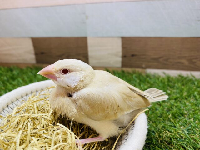 シナモン文鳥