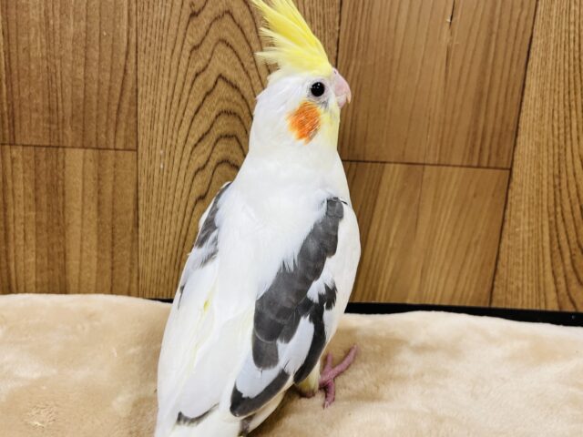 オカメインコ
