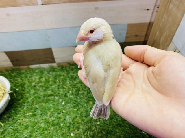 シナモン文鳥