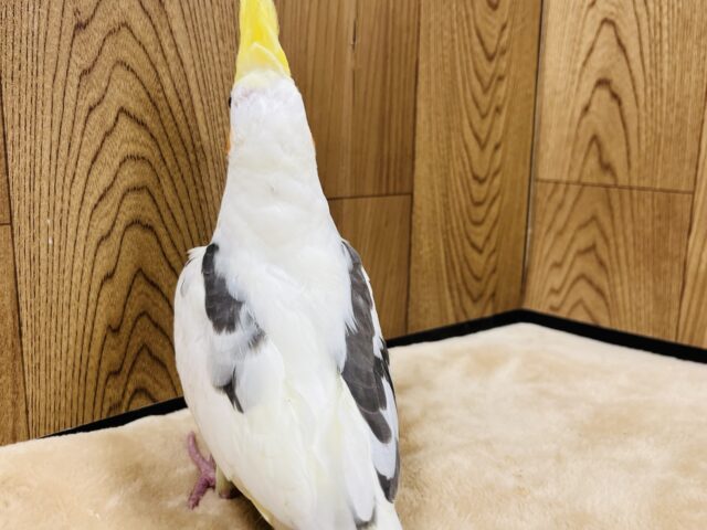オカメインコ