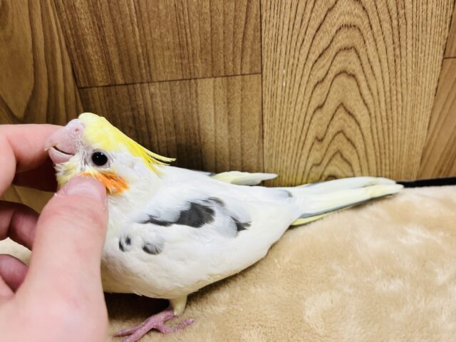 オカメインコ