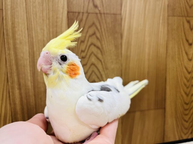オカメインコ