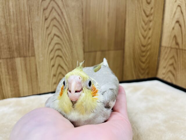 オカメインコ