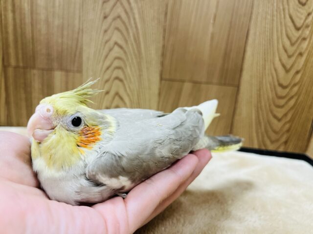 オカメインコ