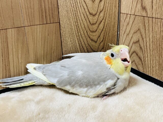 オカメインコ