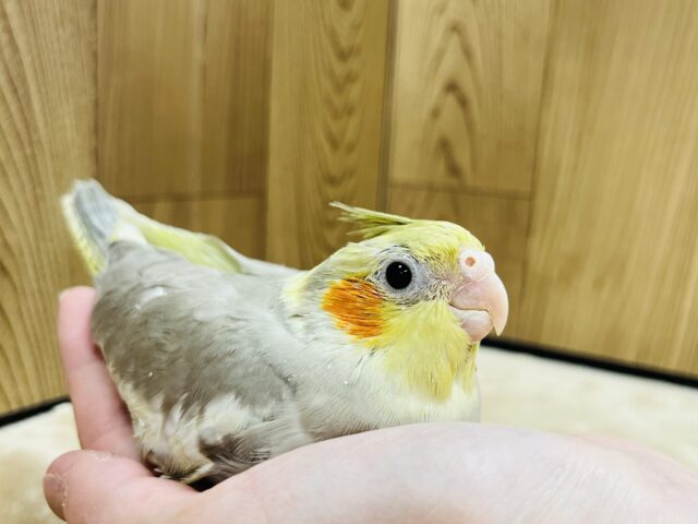 オカメインコ