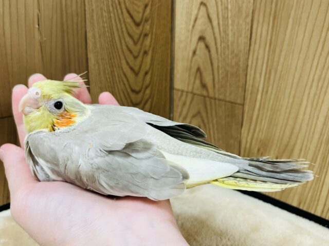 オカメインコ