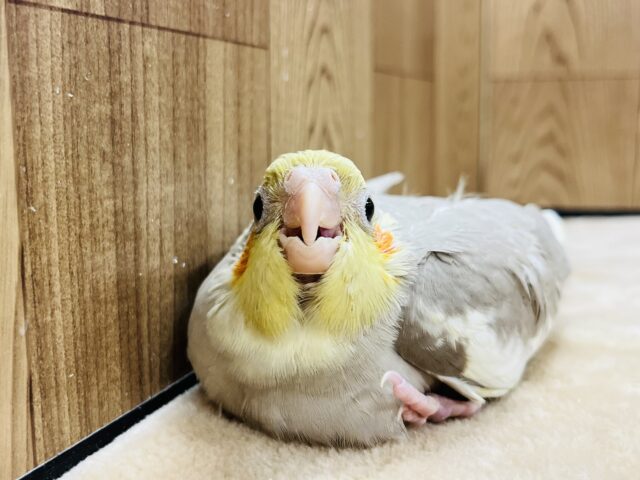 オカメインコ