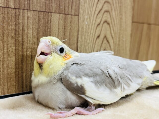 オカメインコ