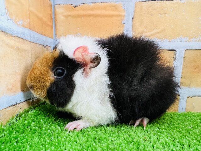 テディモルモット