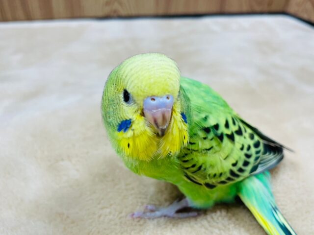 セキセイインコ