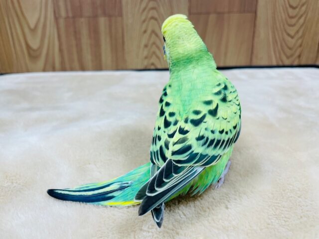 セキセイインコ