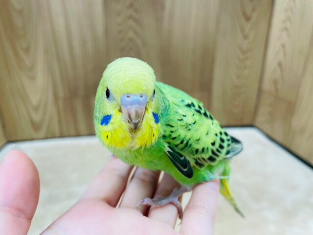 セキセイインコ