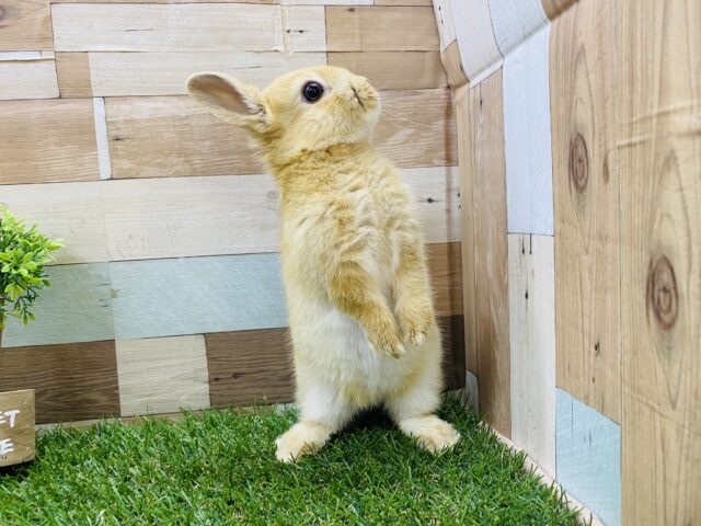 ネザーランドドワーフ