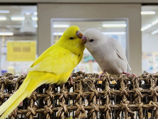 ジャンボセキセイインコ