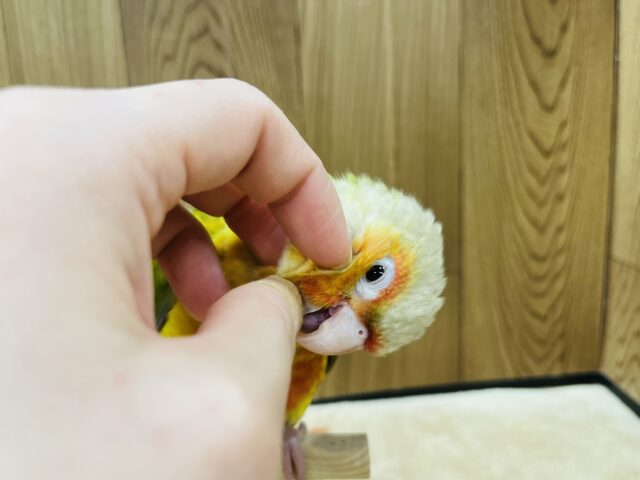 ホオミドリウロコインコ