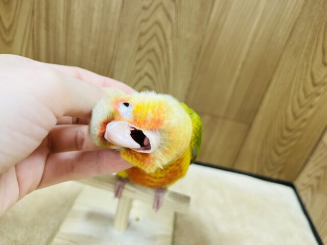 ホオミドリウロコインコ