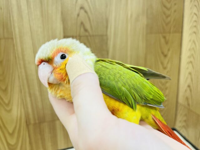 ホオミドリウロコインコ