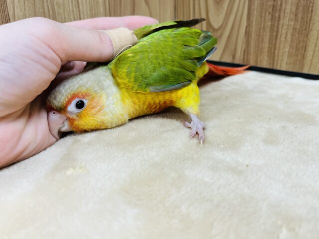 ホオミドリウロコインコ