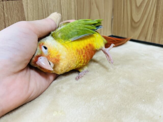 ホオミドリウロコインコ