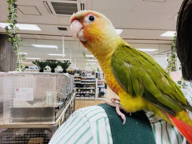 ホオミドリウロコインコ
